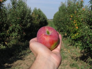 Merita Bio. 10 lucruri pe care nu le stiai despre mere si sucul natural de mere